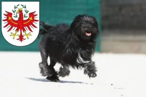 Read more about the article Löwchen breeders and puppies in Tyrol