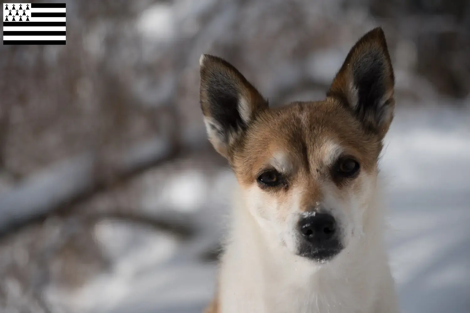 Read more about the article Norwegian Lundehund breeders and puppies in Brittany