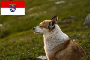 Read more about the article Norwegian Lundehund breeders and puppies in Hessen