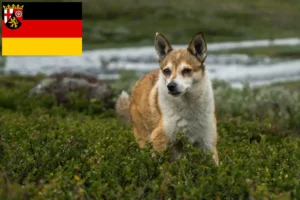 Read more about the article Norwegian Lundehund breeders and puppies in Rhineland-Palatinate