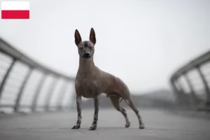 Read more about the article Peruvian Hairless Dog Breeder and Puppies in Poland