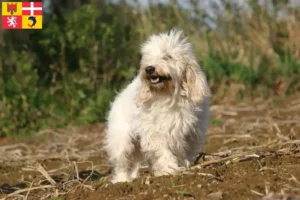 Read more about the article Petit Basset Griffon Vendéen breeders and puppies in Auvergne-Rhône-Alpes