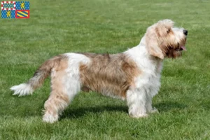 Read more about the article Petit Basset Griffon Vendéen breeders and puppies in Bourgogne-Franche-Comté