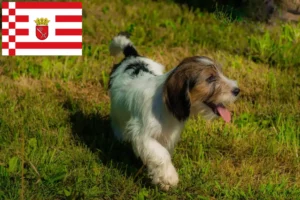 Read more about the article Petit Basset Griffon Vendéen breeders and puppies in Bremen