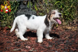 Read more about the article Petit Basset Griffon Vendéen breeders and puppies in Carinthia