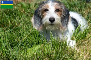 Read more about the article Petit Basset Griffon Vendéen breeders and puppies in Flevoland