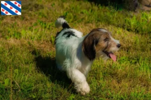 Read more about the article Petit Basset Griffon Vendéen breeders and puppies in Friesland