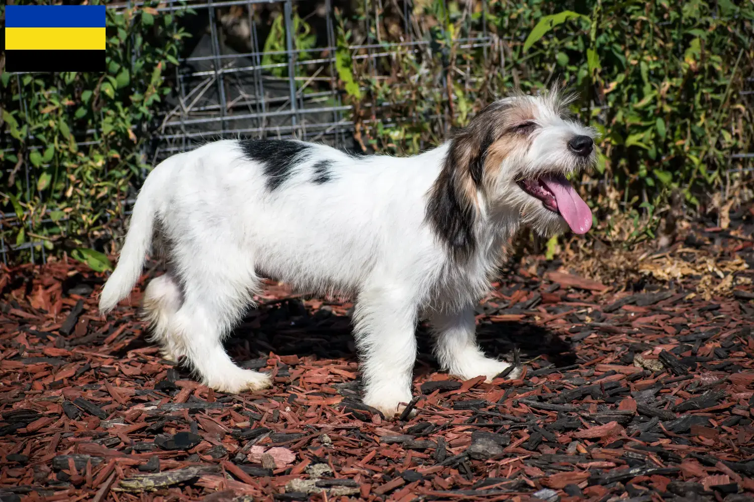 Read more about the article Petit Basset Griffon Vendéen breeders and puppies in Gelderland