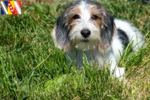 Read more about the article Petit Basset Griffon Vendéen breeders and puppies in Grand Est