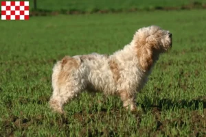 Read more about the article Petit Basset Griffon Vendéen breeders and puppies in North Brabant