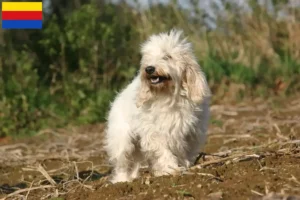 Read more about the article Petit Basset Griffon Vendéen breeders and puppies in North Holland