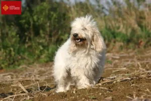 Read more about the article Petit Basset Griffon Vendéen breeders and puppies in Occitania