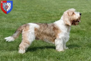 Read more about the article Petit Basset Griffon Vendéen breeders and puppies in Pays de la Loire