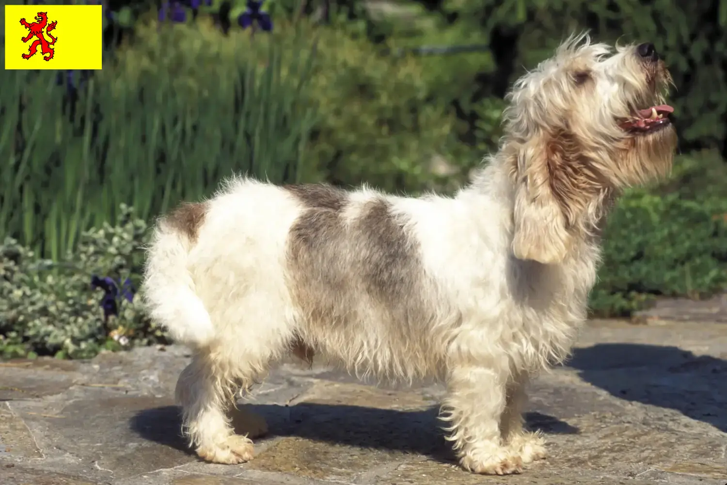 Read more about the article Petit Basset Griffon Vendéen breeders and puppies in South Holland