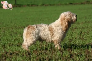 Read more about the article Petit Basset Griffon Vendéen breeders and puppies in Syddanmark