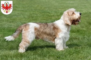 Read more about the article Petit Basset Griffon Vendéen breeders and puppies in Tirol