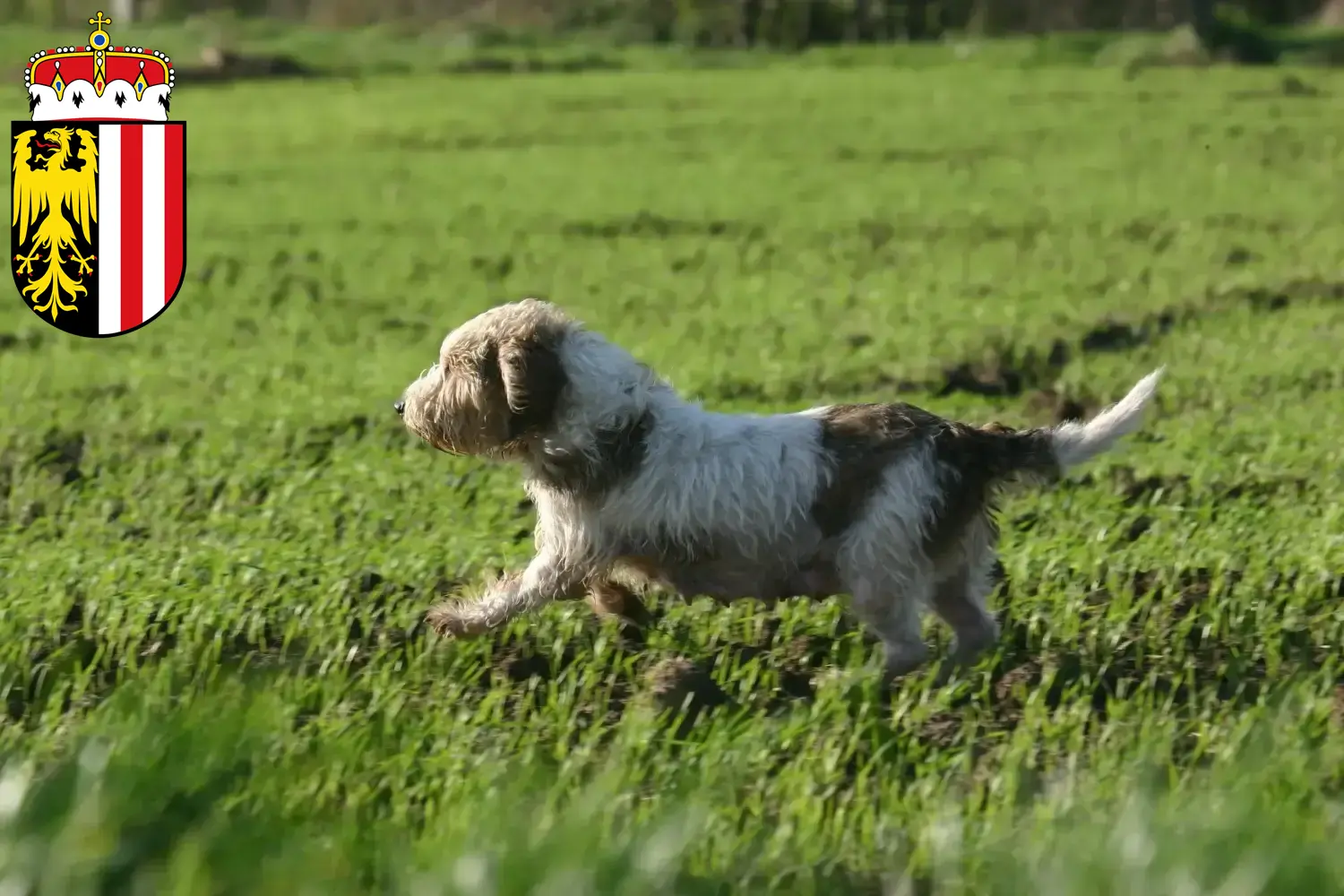 Read more about the article Petit Basset Griffon Vendéen breeders and puppies in Upper Austria