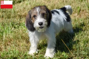 Read more about the article Petit Basset Griffon Vendéen breeders and puppies in Utrecht