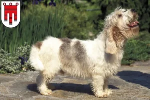 Read more about the article Petit Basset Griffon Vendéen breeders and puppies in Vorarlberg