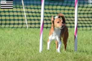 Read more about the article Podenco breeders and puppies in Brittany