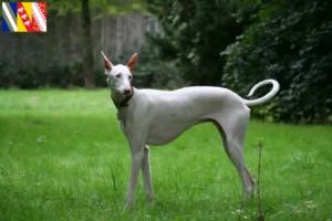 Read more about the article Podenco breeders and puppies in Grand Est