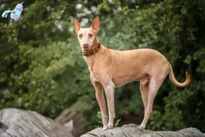 Read more about the article Podenco breeders and puppies in Nordjylland