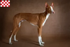 Read more about the article Podenco breeders and puppies in North Brabant