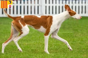 Read more about the article Podenco breeders and puppies in Provence-Alpes-Côte d’Azur