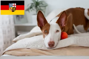 Read more about the article Podenco breeders and puppies in Saarland