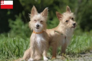 Read more about the article Podenco breeders and puppies in Utrecht