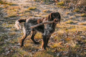 Read more about the article Polish Hunting Spaniel breeder