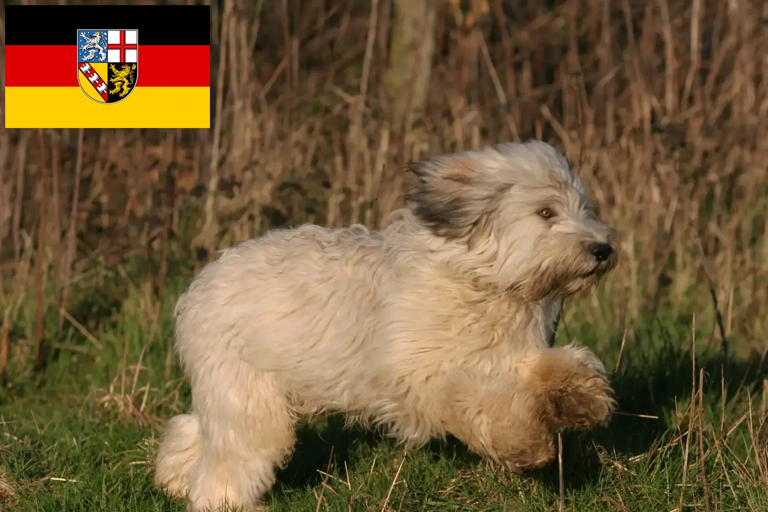 Read more about the article PON breeders and puppies in Saarland