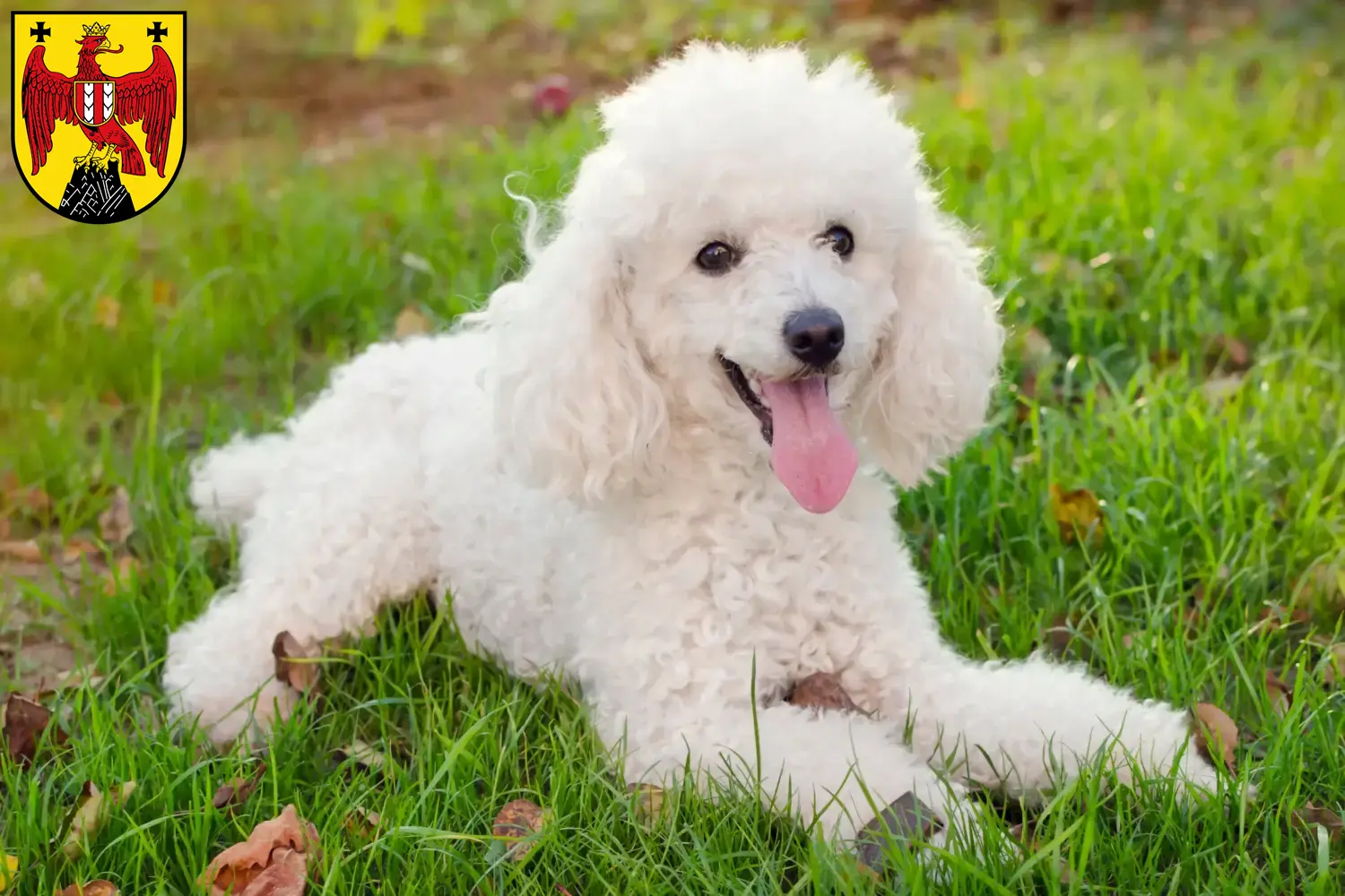 Read more about the article Poodle breeders and puppies in Burgenland