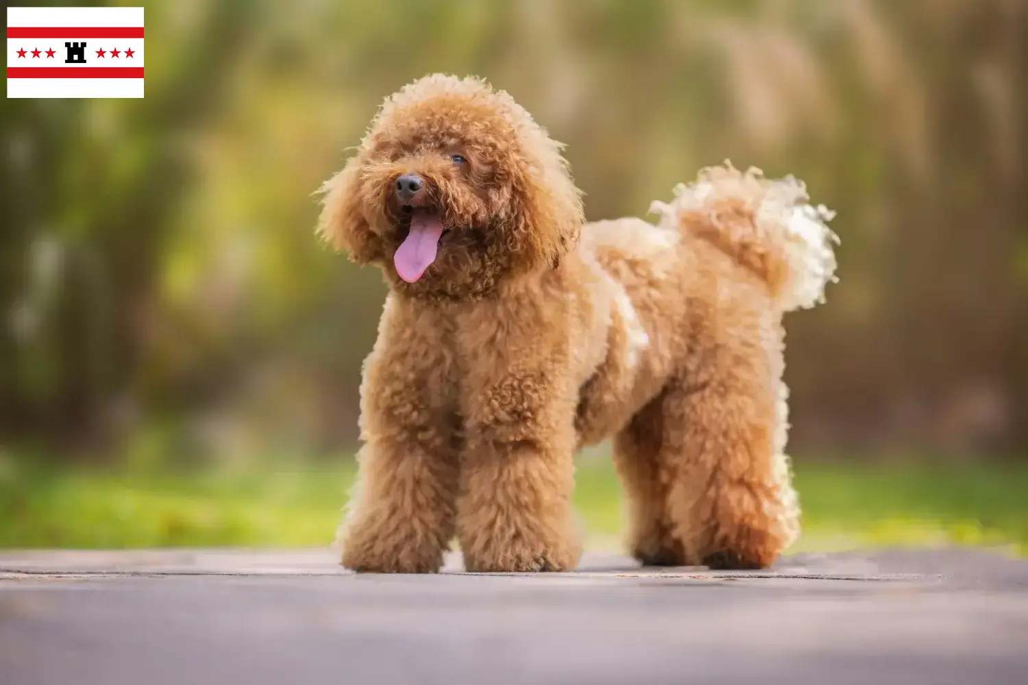 Read more about the article Poodle breeders and puppies in Drenthe