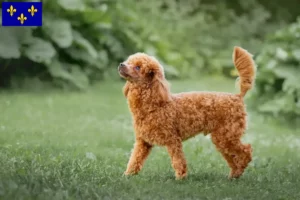 Read more about the article Poodle breeders and puppies in Île-de-France