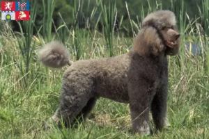 Read more about the article Poodle breeders and puppies in Pardubice