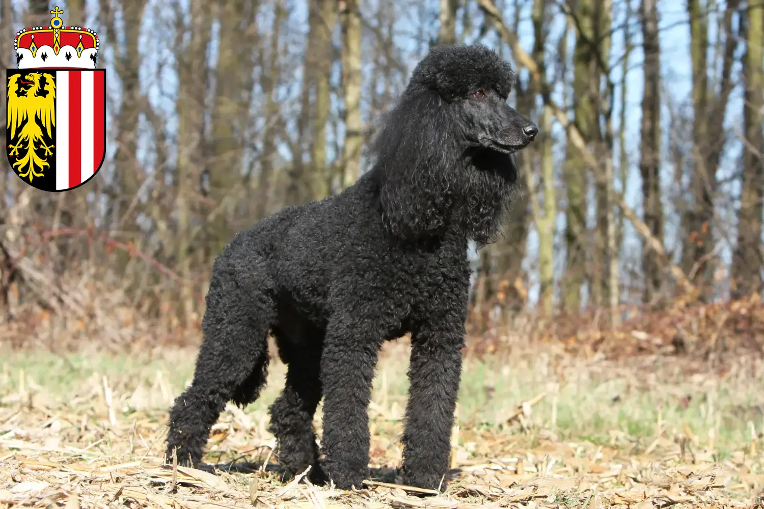 Read more about the article Poodle breeders and puppies in Upper Austria