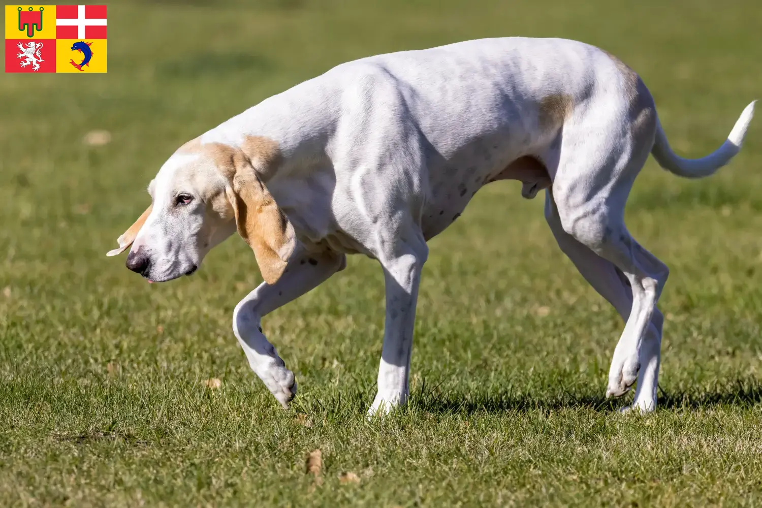 Read more about the article Porcelaine breeders and puppies in Auvergne-Rhône-Alpes