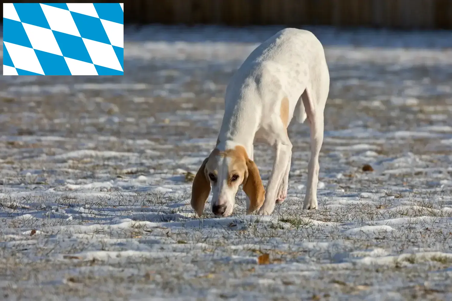 Read more about the article Porcelaine breeders and puppies in Bavaria