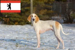 Read more about the article Porcelaine breeders and puppies in Berlin