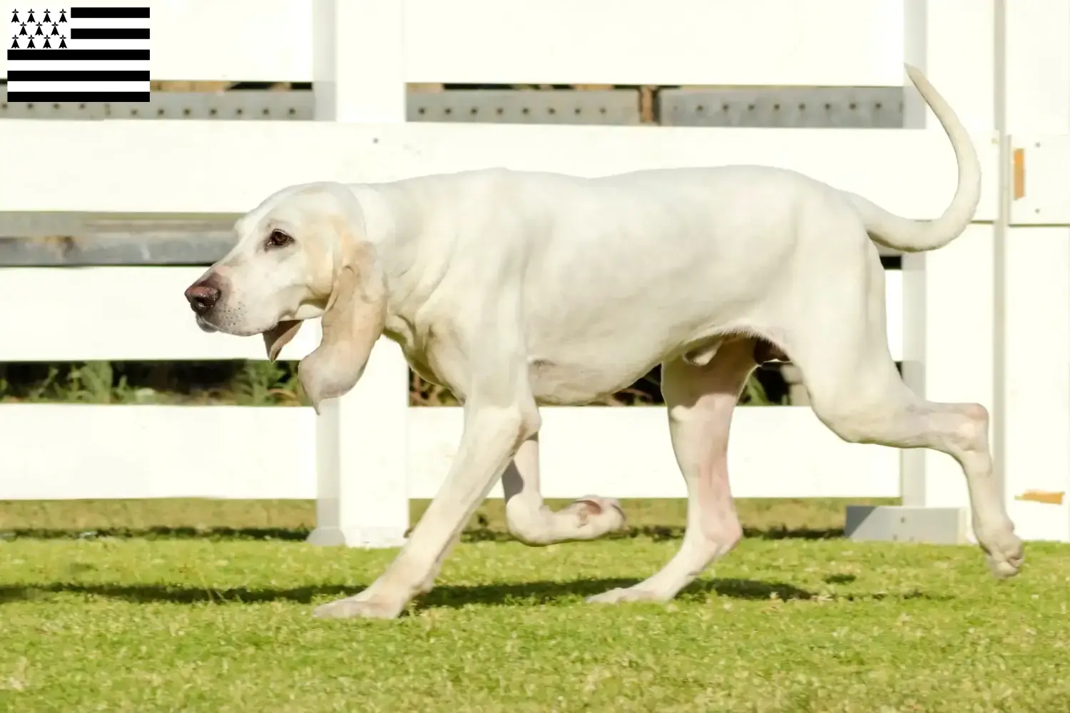 Read more about the article Porcelaine breeders and puppies in Brittany