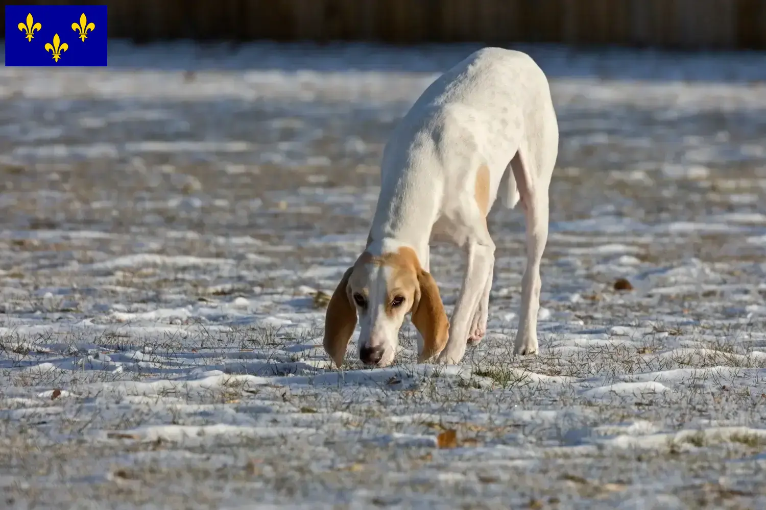 Read more about the article Porcelaine breeders and puppies in Île-de-France