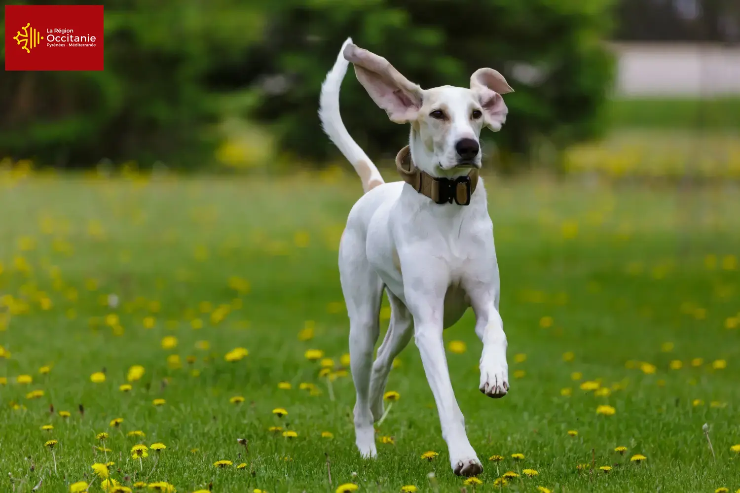 Read more about the article Porcelaine breeders and puppies in Occitania