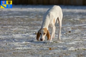 Read more about the article Porcelaine breeders and puppies in Olomouc