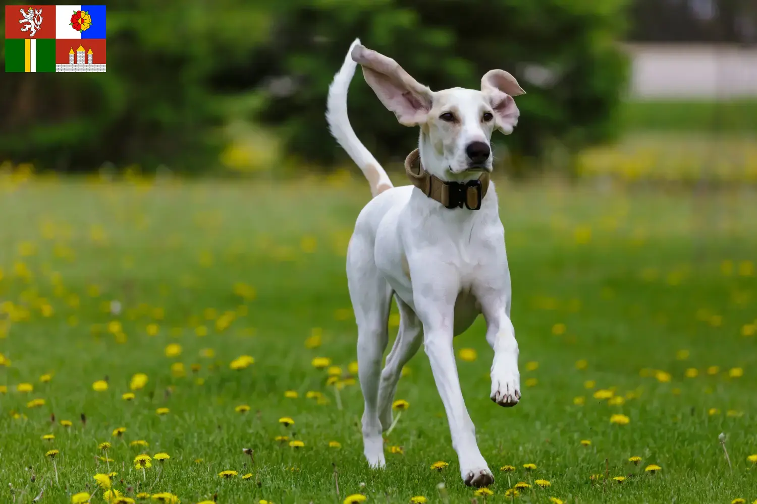 Read more about the article Porcelaine breeders and puppies in South Bohemia