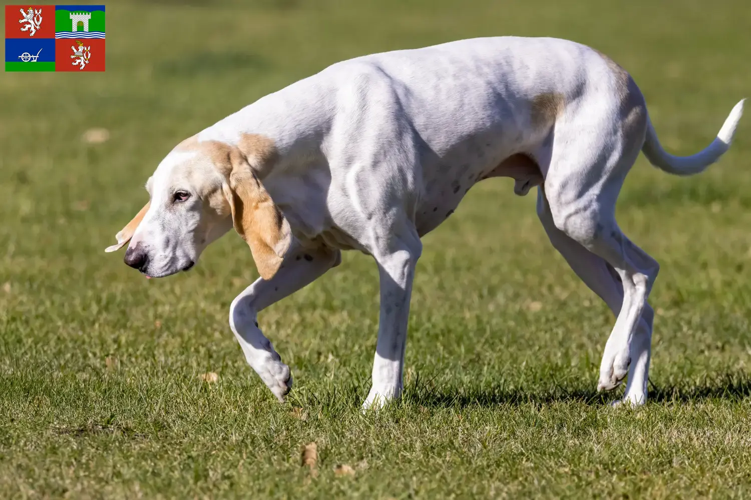 Read more about the article Porcelaine breeders and puppies in Ústí