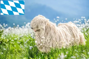 Read more about the article Puli breeders and puppies in Bavaria