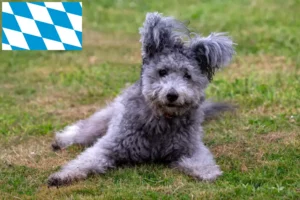 Read more about the article Pumi breeders and puppies in Bavaria