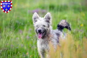 Read more about the article Pumi breeders and puppies in Centre-Val de Loire