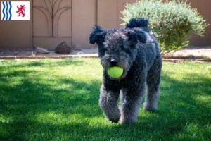 Read more about the article Pumi breeders and puppies in Nouvelle-Aquitaine